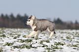 SIBERIAN HUSKY 242